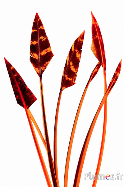 Kalkoen pijl - 23-30 cm - oranje